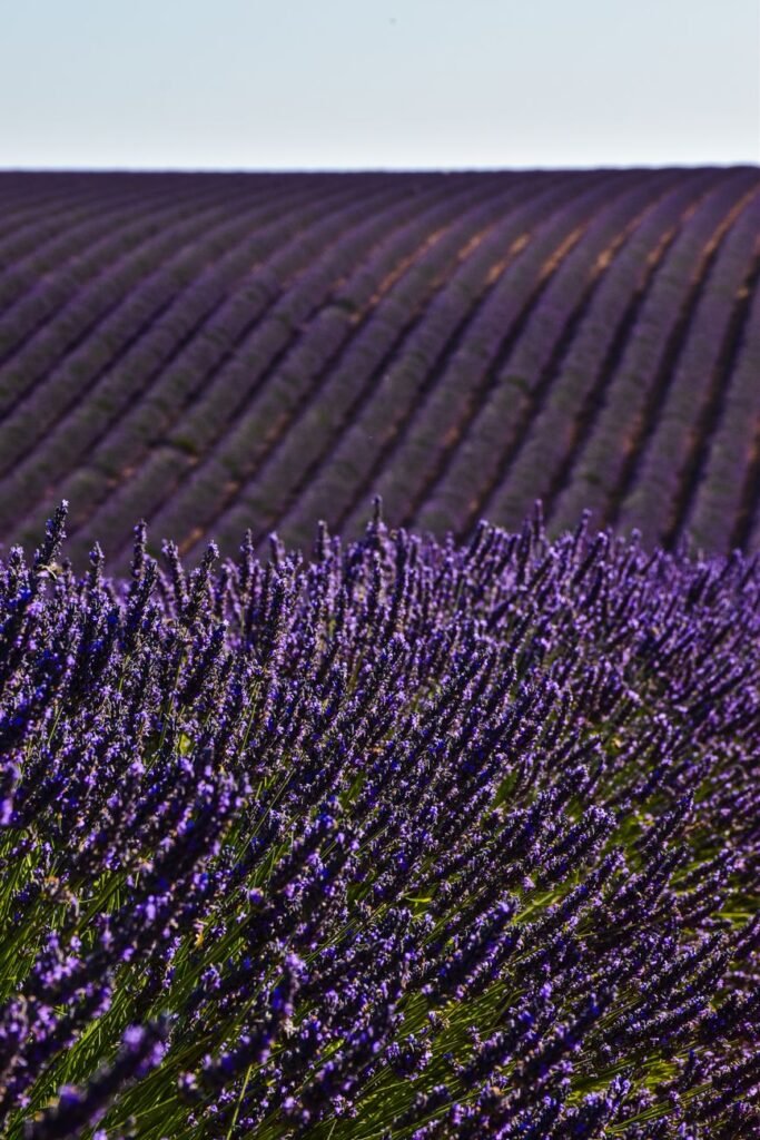 Symmetrical purple lavender rows photographed in Provence, France.