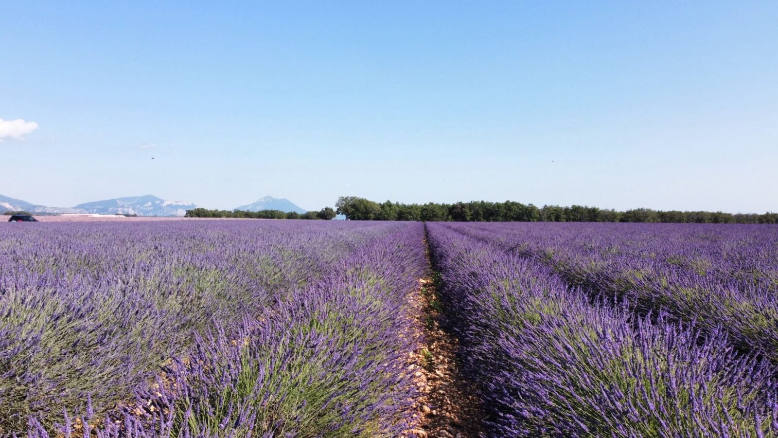 Purple lavender rows extending across a field beneath a clear sky in Provence, France.