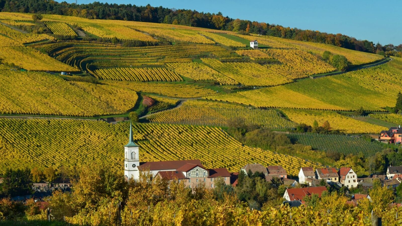 Autumn-coloured vineyards rolling toward a village in Alsace, France.