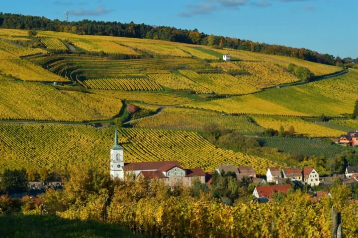 Autumn-coloured vineyards rolling toward a village in Alsace, France.