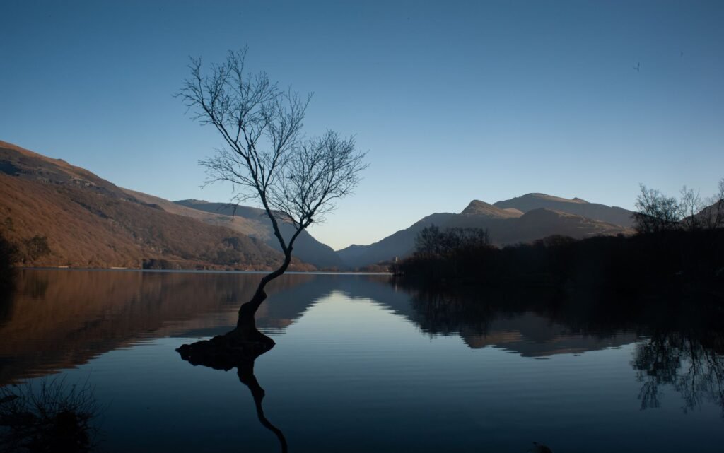A lone tree beside calm Llyn Padarn with layered mountains beyond at Llanberis, Wales.