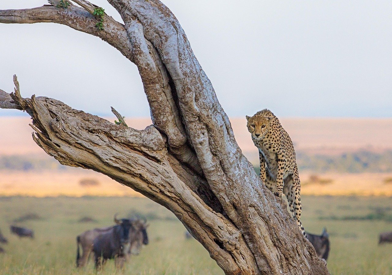 Masai Mara scene illustrating best time for Great Migration Kenya.
